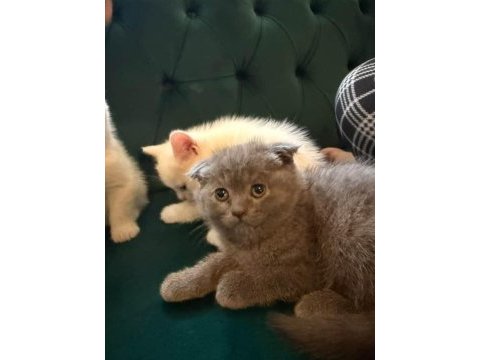 Safkan british ve scottish fold kediler