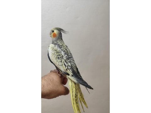 Pearl yavru uygun sultan papağanı