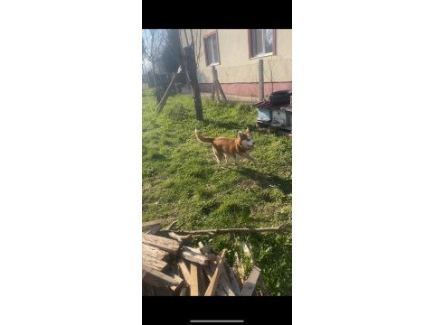Orijinal husky