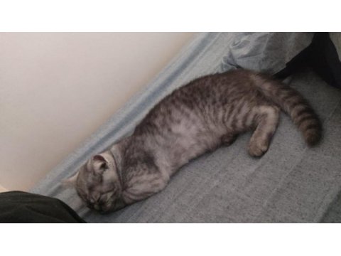 British shorthair