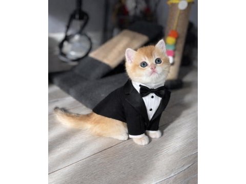Anne baba şecereli safkan yakışıklı golden british shorthair