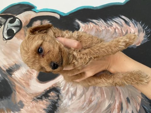Toy poodle köpeği