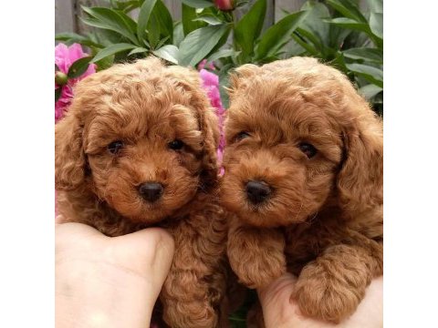 Toy poodle yavruları