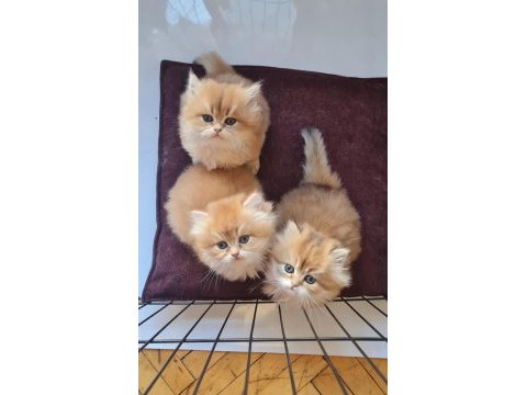 Safkan british longhair golden bebekler