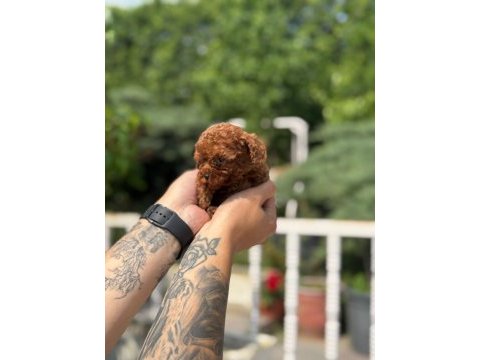 Ankaranın değil türkiyenin en iyisi kore toy poodle