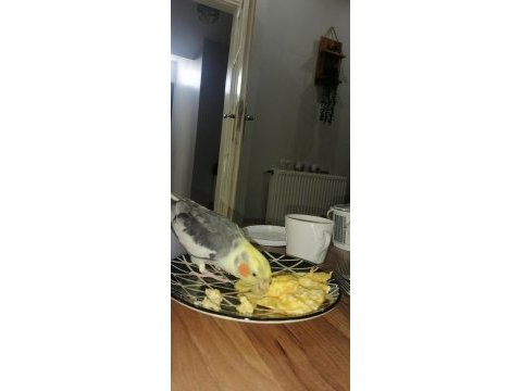 Full evcıl oyun hamuru gibi sultan papağanlar