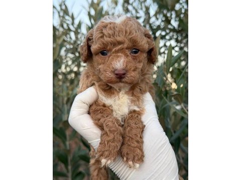 Parti color efsane poodle yavrumuz