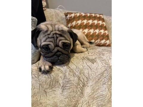 Pug latte yeni sahibini arıyor
