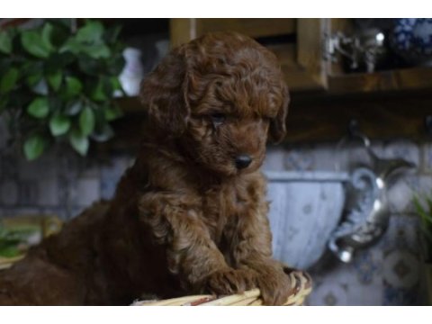 Red brown toy poodle