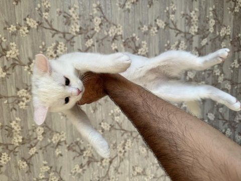 British shorthair kardeşler