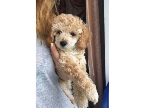 Enerjik maltipoo bebekler