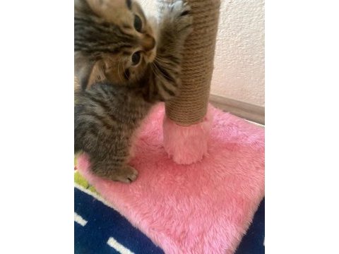 Golden tabby british shorthair yavrularımız hazır