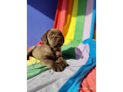 Kahverengi müthiş güzellikte labrador yavrular