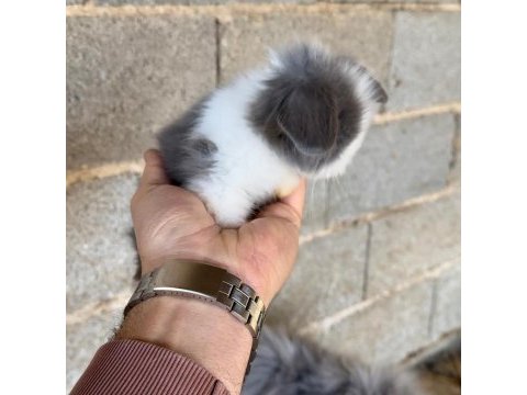 Hollanda teddy lop tavşan yavruları