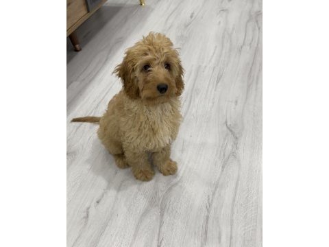 4 aylık erkek ırkının en iyisi poodle