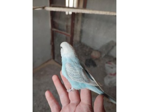 Buz mavisi 2 aylık evcil erkek muhabbet kuşu