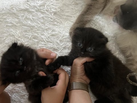 Anne ve iki yavru kedimiz