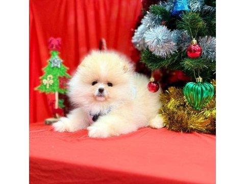Safkan pomeranian boo köpeklerimiz