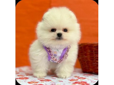 Safkan pomeranian yavrular