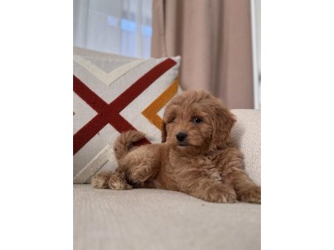 Bal surat maltipoo