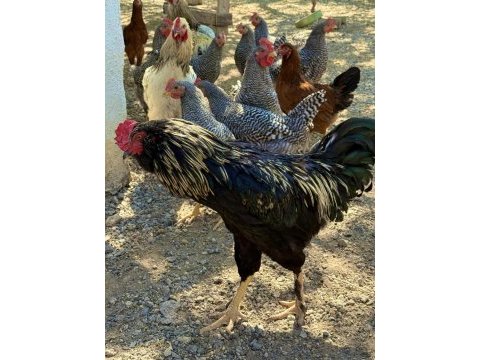 Sağlıklı genç horozlar mavici cins horozlar
