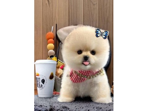 Beyaz renk ayı surat pomeranian boo 2 aylık dişi yavru