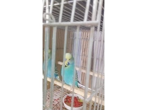 Her türlü muhabbet kuşu türü bulanmakta