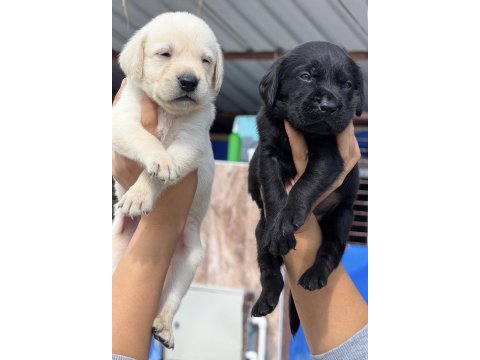 Labrador redriever çok şirin yavrular 