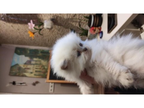 Birbirinden güzel british longhair yavrular