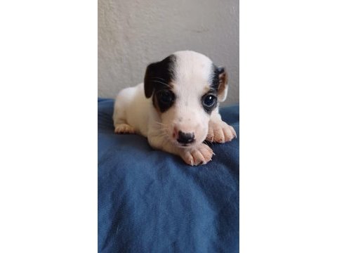 Üst kalite jack russell yavrular