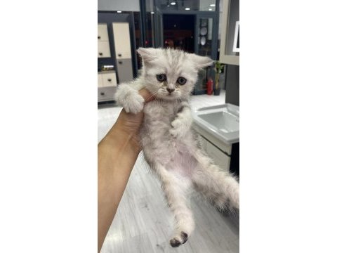British shorthair kızım sahiplendirilecektir