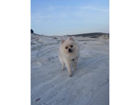 Oyuncu eğitimli bir pomeranian
