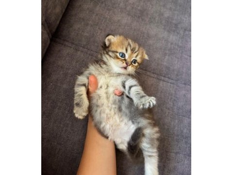 Scottish fold erkek 1 aylık şu an