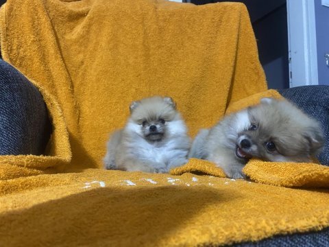 Pomeranian boo yavrularımız teslime hazır