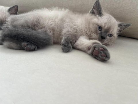 2 aylık saf british shorthair blue point kediler