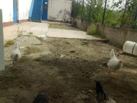 3 adet mavici horoz