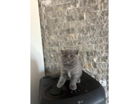 Brıtısh shorthair blue yavrularım 