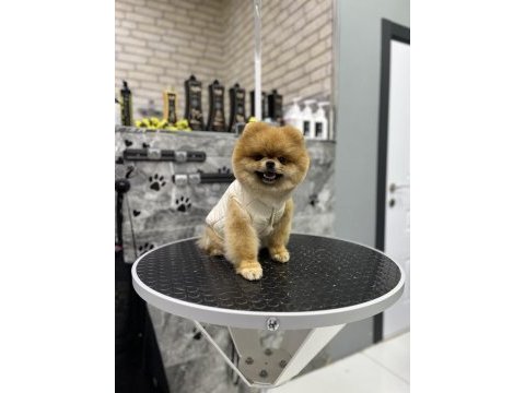 1 yaş üst kalite teddy bear erkek pomeranian boo