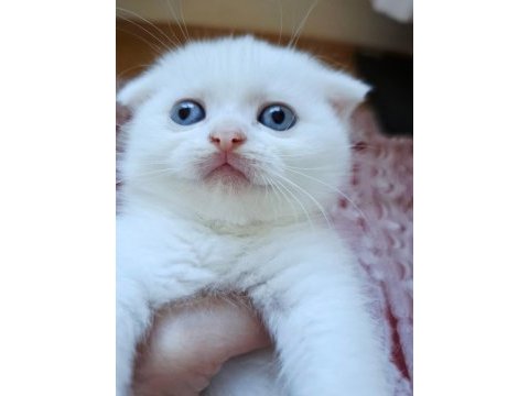 Beyaz scottish fold kartoplarım