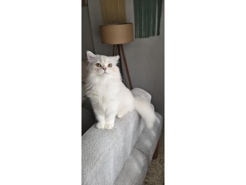 Silver beyaz kedimiz