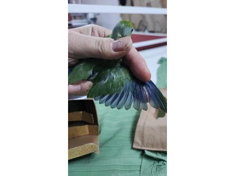 Yeni yeme düşmüş forpus papağanı bebekler