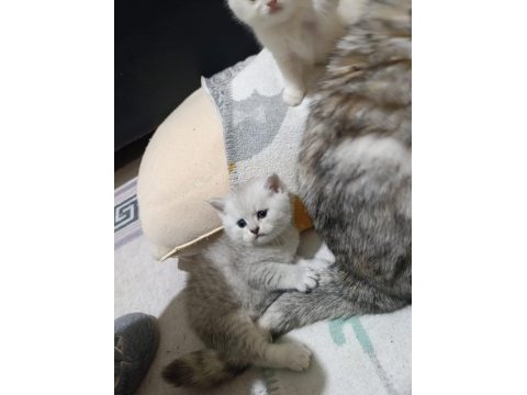 Scottish straight ve fold