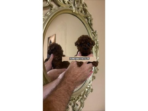 Red brown toy poodle