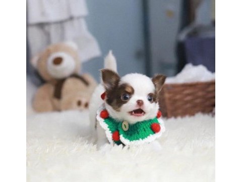 Mini elma kafa teacup chihuahua bebekler