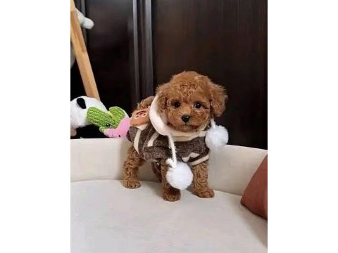 Toy poodle kore
