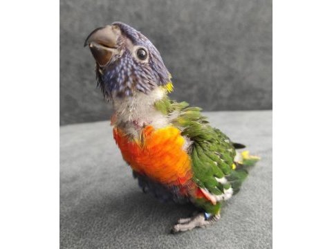 Renk cümbüşü bebek gökkuşağı lori papağanları