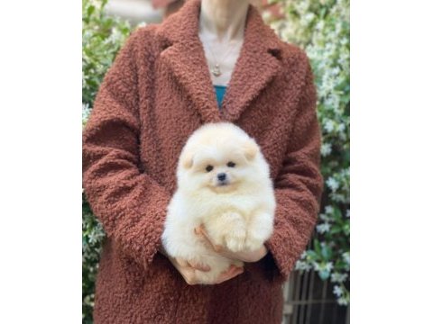 Orjinal pomeranian
