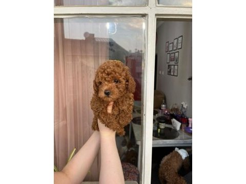 Tüy dökmeyen sağlık ırk kalite garantili köpeklerimiz