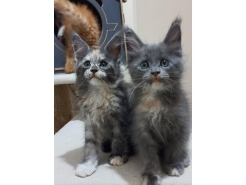 Mucize maine coon