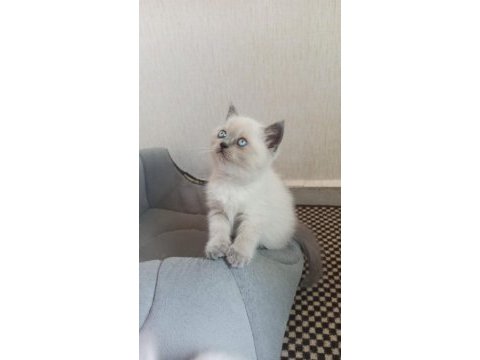 Mavi gözlü koca kafalı bluepoint british shorthair yavruları